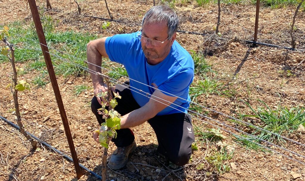 Palissage Château Pépusque - Vins du Minervois La Livinière