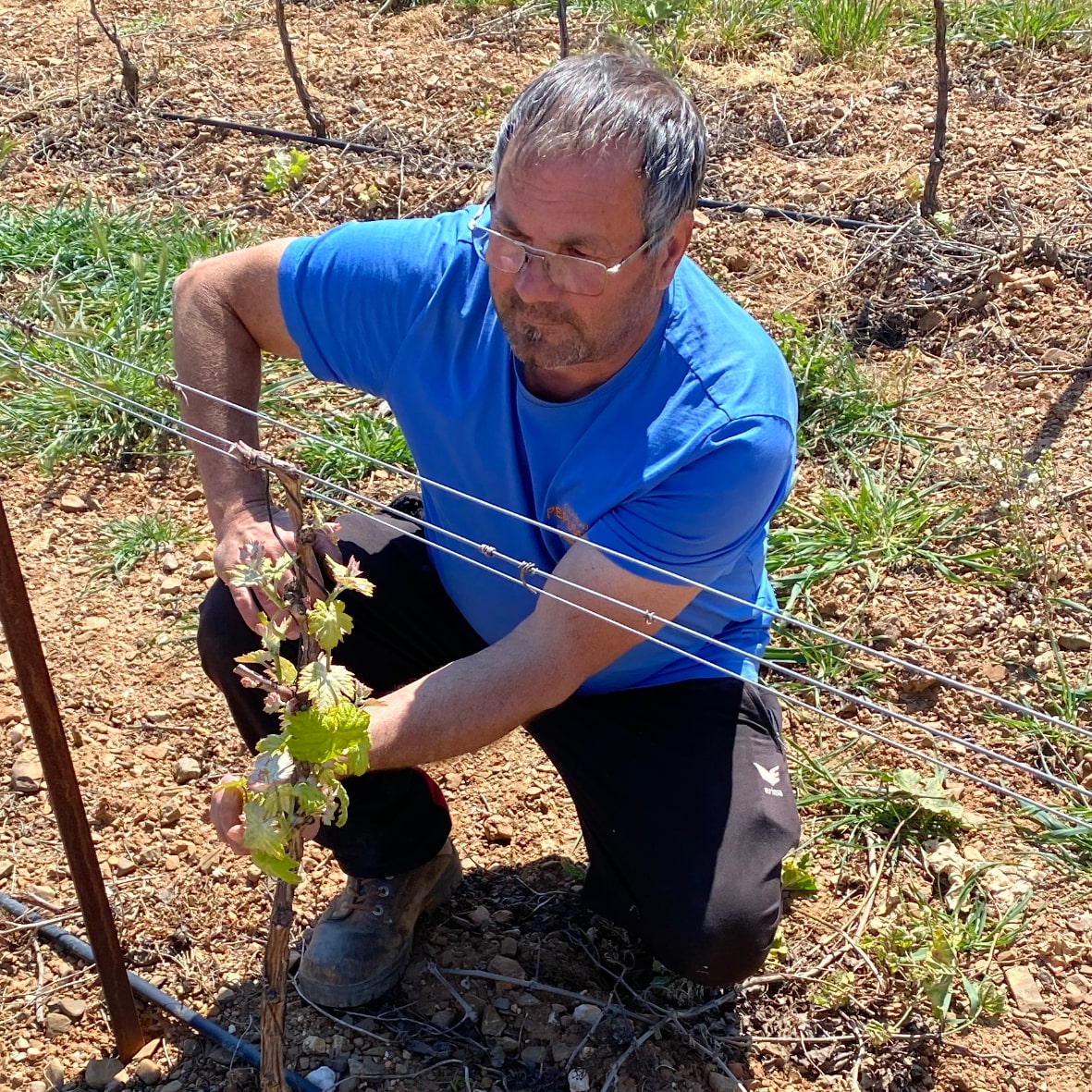 Joao Rego Ramalho Château Pépusque - Vins du Minervois